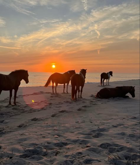 Horses On The Beach, Scottish Animals, Island Horse, Wild Horses Photography, Sea Of Monsters, Tropical Countries, Free Horses, Horseback Rider, Horse Aesthetic