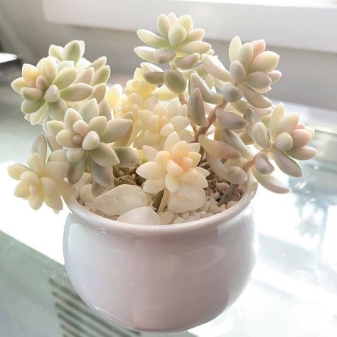 🌵Graptopetalum Mirinae Variegated😘😍😇 📷 by @gaymessucculents Pastel Succulents, Roses Garden Care, Echeveria Care, Colorful Succulents, Pink Plant, Succulent Gardening, Succulent Care, Succulents Indoor, Succulent Arrangements