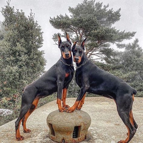 Doberman dog #doberman #pet #dog European Doberman Pinscher, Perro Doberman Pinscher, European Doberman, Dog Doberman, Dachshund Breed, Doberman Love, All Breeds Of Dogs, Doberman Dog, Very Cute Puppies