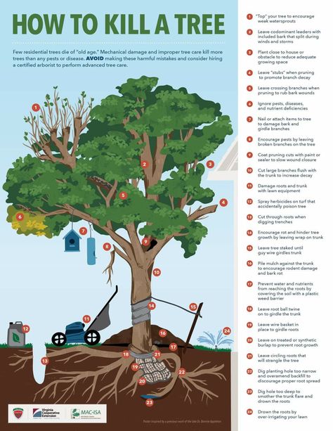 Layer Of Earth, Coleus Care, Tree Arborist, Pruning Fruit Trees, Soil Types, Soil Texture, Garden Hacks, Tree Pruning, Tree Removal