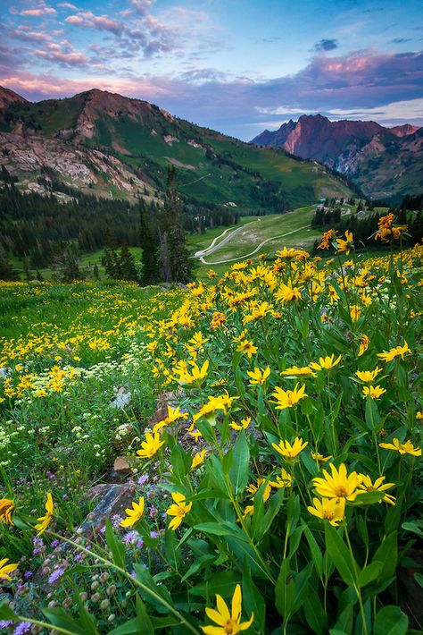 Wasatch Mountain Wildflowers - Utah Scenic Photography-2 | Clint Losee Olive Garden Chicken Pasta Crockpot, Crockpot Fruit, Olive Garden Chicken Pasta, Pasta Crockpot, Mountain Wildflowers, Albion Basin, Olive Garden Chicken, Wildflowers Photography, Wild Flower Meadow