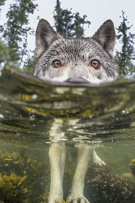 Sea Wolf Photo Shot In B.C. Earns National Geographic Award, photo taken by Ian McAllister of Pacific Wild. Wolf Photos, Wolf Love, Wolf Pictures, Wolf Spirit, Beautiful Wolves, Wild Dogs, A Wolf, Appaloosa, Cute Wild Animals