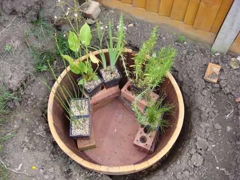 Barrel Pond, Patio Water Feature, Small Water Gardens, Ponds For Small Gardens, Mini Pond, Fish Pond Gardens, Container Water Gardens, Indoor Water Garden, Aquatic Garden