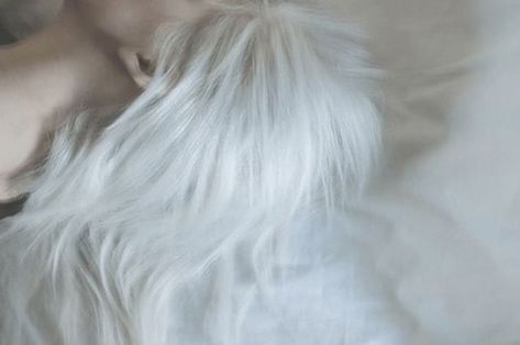 #WhiteHair: Want white/ silver hair? Tired of that yellow tone in your blonde hair? Read my definitive guide on how to bleach hair at home without spending a fortune! #HairColor https://buff.ly/2Glo23P How To Bleach Hair, White Silver Hair, Paedyn Gray, Powerless Trilogy, Bleach Hair, Nate River, Bleaching Your Hair, Bleach Blonde Hair, Hair White