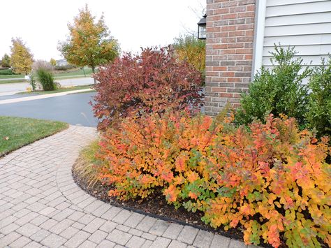 Lovin' those fall colors on my Birchleaf Spireas! Birchleaf Spirea, Landscape Fence, Chicago Bungalow, Pruning Roses, Backyard Plans, Garden Railway, Side Yard Landscaping, Birch Leaf, Fall Gardening