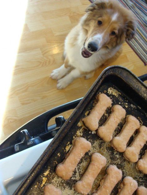 Homemade Frosty, Crunchy Beef, Wheat Free Dog Treats, Homemade Dog Biscuits, Frozen Dog Treats Homemade, Beef Dog Treats, Frosty Paws, Make Dog Food, Frozen Dog Treats