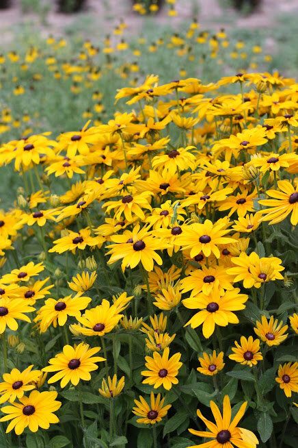 How To Grow Rudbeckia, Goldstrum Rudbeckia, Indian Summer Rudbeckia, Cut Flower Garden Layout, Flower Garden Layout, Rudbeckia Flower, Rudbeckia Fulgida Goldsturm, Rudbeckia Goldsturm, Rudbeckia Sahara