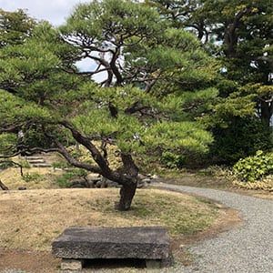 Pinus thunbergii is a variety wisely used in Bonsai as well as forms of topiary, it is commonly called the Japanese Black Pine or 'Thunderhead'. Japanese Black Pine Tree, Pinus Thunbergii, Cloud Pruning, Black Pine Tree, Japanese Black Pine, Conifers Garden, Perennial Bulbs, Black Pine, Unique Nursery