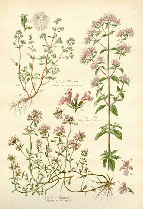 Origanum majorana L. sweet marjoram Losch (1905) Marjoram – use when cleansing objects or participants for any magic involving love. A bringer of happy energies. Wallpaper Verse, Cottagecore Posters, Glee Wallpaper, Origanum Majorana, Wallpaper Inspirational, Inspirational Wallpaper, Wallpaper Quote, Illustration Botanique, Quote Inspirational