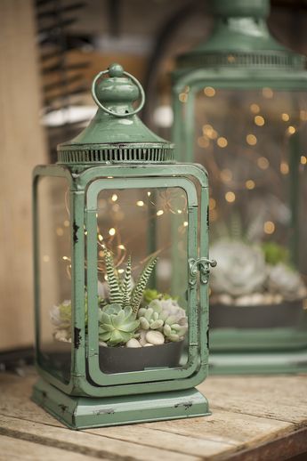 Succulent Lantern, نباتات منزلية, Deco Nature, Terraria, Succulent Terrarium, Cactus Y Suculentas, Deco Floral, Gardening For Beginners, Succulents Garden