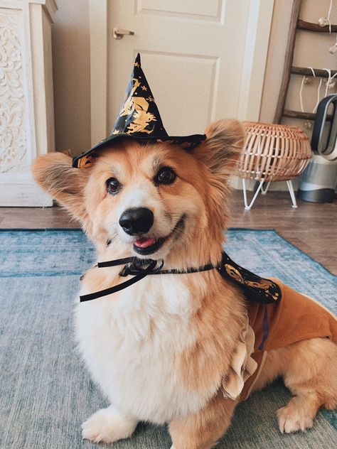 Fall Season Pictures, Cutesy Halloween, Witchcraft Inspiration, Corgi Halloween, Dream Puppy, Halloween Dogs, Carve Pumpkins, Puppy Costume, Fall Basics