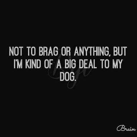 Not to brag or anything, but I'm kind of a big deal to my dog. Dog Captions, Pampered Dogs, To My Dog, Dog Humor, Dog Jokes, Positive Sayings, Game Mode, 10 Funniest, Funny Thoughts