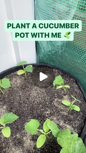 Dom | Container Gardener on Instagram: "WHAT’S GROWIN’ ON —  Plant a cucumber pot with me 🥒   Use my link in bio to get a @power_planter for yourself  2x7 size auger used in video   The variety is marketmore  From @botanical_interests   Follow @doms_epic_garden for More garden content.  . . . . . .  #reels #reelsinstagram #reelsinstagram #reelsvideo #reelsinsta #gardenreel #gardenreels #seedlings #babyplants #gardenersofinstagram #seedlings #sproutingseeds #plantreels #seedreels #peppers #pepperplant #reels #reelsinstagram #reelsinstagram #reelsvideo #reelsinsta #gardenreel #gardenreels #marigold #babyplants #gardenersofinstagram #raisedbedsgarden #rainbarrel #recyclegarden #flowers #flowerstagram #flower #seedlings #sproutingseeds #plantreels" Potted Cucumber Trellis, Cucumber Trellis For Pots, Planting In Barrels, Plant Cucumbers In Pots, What To Plant In Barrel Planters, Growing Cucumbers In Pots, Plant Vegetables In Pots, Cucumber Container Gardening, Cucumber In Pots