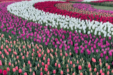 Skagit Valley Tulip Festival, Tulip Colors, Tulip Garden, Skagit Valley, Tulip Festival, Tulip Bulbs, Tulips Garden, Tulip Fields, Late Winter