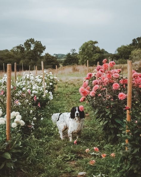 Peach Dahlia, All About Anna, Slow Flower, Cut Flower Farm, Dahlias Garden, Growing Dahlias, Farm Lifestyle, Flower Farmer, Cut Flower Garden