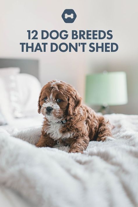 There are plenty of dog breeds that don't shed, but if you're not sure which one to choose, we've put a list together just for you! Dogs That Dont Shed, Small Dogs That Dont Shed, No Shed Dog Breeds, Stop Dog Shedding, Non Shedding Dog Breeds, Boxer Dog Names, Funny Talking Dog, Non Shedding Dogs, Dog Breeds That Dont Shed