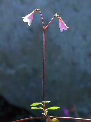 The scientific name of twin flower’s genus is a dedication to the man who developed the current classification system of plants and other organisms, Carl von Linné. Twin flower was the great botanist’s favourite plant. Many biology societies have been named in honour of Linné, and Finland’s (founded in 1896) is no exception. Additionally, many little Finnish girls are still named Linnea or Vanamo, the Finnish name for twin flower, each year. Linnea Flower Tattoo, Linden Flower Tattoo, Linnea Borealis Tattoo, Linnea Flower, Linnea Sterte Frog, Lignum Vitae Flower, Linnaea Borealis, Twin Flower, Blossoming Flower