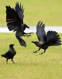 Crow on Pinterest | Crows, Ravens and Crows Ravens Crow Pictures, Rabe Tattoo, Crow Images, Regard Animal, Black Crows, Quoth The Raven, Raven Bird, Crow Tattoo, Black Birds