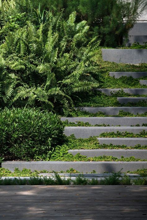 Residence Rain Trees (II) Landscape Architecture | Wison Tungthunya & W Workspace #LandscapeTrees Landscape Stairs, Landscape Steps, Walkway Landscaping, Interior Architects, Garden Stairs, Garden Steps, Easy Landscaping, Landscape Architecture Design, Garden Architecture