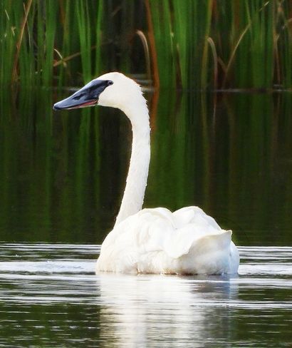 Trumpeter Swan at Ingleside Ontario    This is a Trumpeter Swan photographed yesterday (August 20th) at Ingleside, Ontario. The long upright neck, large all-white bird with a large black wedged shaped bill and its call that sounds like a bugle or trumpet are characteristics of the Trumpeter Swan.    https://www.theweathernetwork.com/photos/gallery/popular Trumpeter Swan, Colourful Birds, Tell Me A Story, Swan Neck, Trumpeter, Black Wedge, White Bird, Colorful Birds, Beautiful Animals