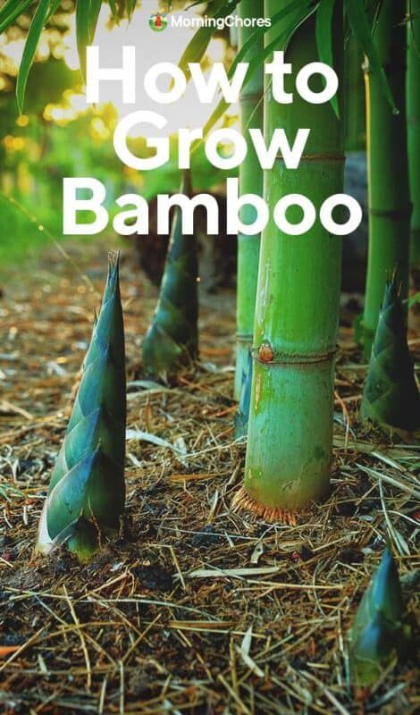 How To Grow Bamboo, Indoor Bamboo Plant, Bamboo Plant Care, Bamboo Farm, Indoor Bamboo, Bamboo Landscape, Giant Bamboo, Bamboo Species, Clumping Bamboo