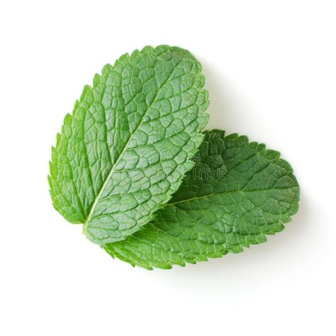 Mint leaves. Two fresh mint leaves isolated over white , #Ad, #fresh, #leaves, #Mint, #white, #isolated #ad Mint Landscaping, Mint Illustration, Chocolate Package, Cooking Herbs, Mint Leaf, White Bg, Natural Soaps, Fresh Mint Leaves, Flyer Ideas