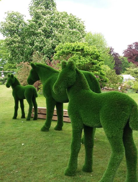 Topiary Ideas, Topiary Garden, Plant Cuttings, Floral Arrangement, Beautiful Gardens, Garden Art, Garden Plants, Floral Arrangements, Landscaping