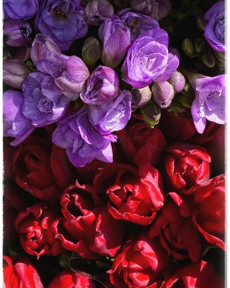 Lilac And Red Aesthetic, Purple Red Aesthetic, Red Purple Aesthetic, Red And Purple Bouquet, Red And Purple Aesthetic, Red And Purple Roses, Red Purple Wedding, Red Purple Flowers, Lilac And Red