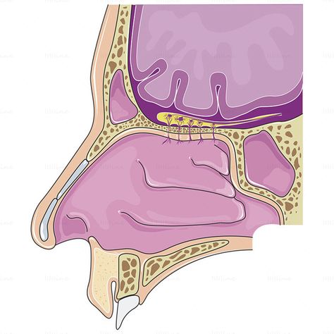 Nasal cavity vector, ENT, Respiratory system Nasal Cavity, Animal Anatomy, Respiratory System, Aesthetic Vibes, Medical School, Respiratory, Cavities, Kilt, School Stuff