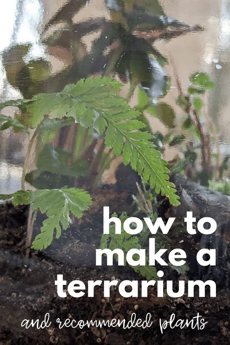 A Terrarium is a great way to grow plants indoors, year-round. This post illustrates how to construct a low-maintenance terrarium, including suggestions for plants and supplies. An easy DIY. Easy Terrarium Diy, Easy Terrarium, Grow Plants Indoors, Closed Terrarium Plants, Make A Terrarium, Wardian Case, Build A Terrarium, Gallon Glass Jars, Open Terrariums