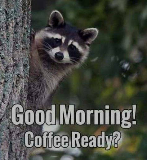 Friday Weekend Quotes, Funny Coffee Quotes Mornings, Bone Quotes, Racoon Funny, Raccoon Pictures, Trash Meme, Good Morning Cats, Greetings In English, Every Day Quotes