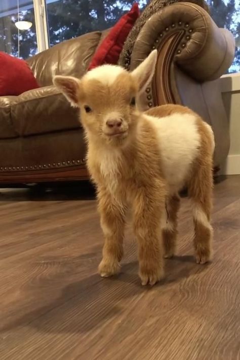 Baby Goat, Wood, Animals, On Instagram, Instagram