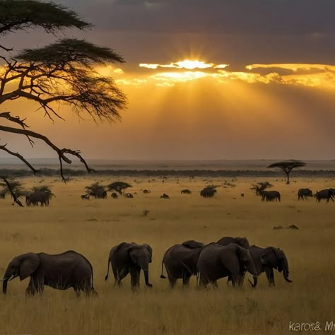 "In the heart of the Maasai Mara, where the wilderness embraces the soul. 🌿🌞 #KenyanWilderness #MaasaiMaraMagic #NatureLover" #MaasaiMara #KenyanSafari #NaturePhotography #Wilderness #ai #generativeart Masai Mara Photography, Maasai Aesthetic, Africa Aesthetic, Maharaj Wallpapers, Africa Photography, Maasai Mara, Red Earth, Shivaji Maharaj, Africa Do Sul