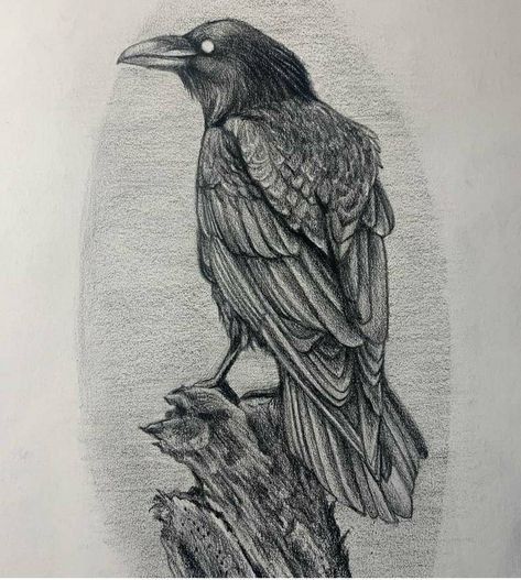 Raven Pencil Sketch, Raven Pencil Drawing, Crow Ink Drawing, Raven Drawing Simple, Crow Drawing Easy, Crow Drawing, Rabe Tattoo, Crows Drawing, Blackbird Singing