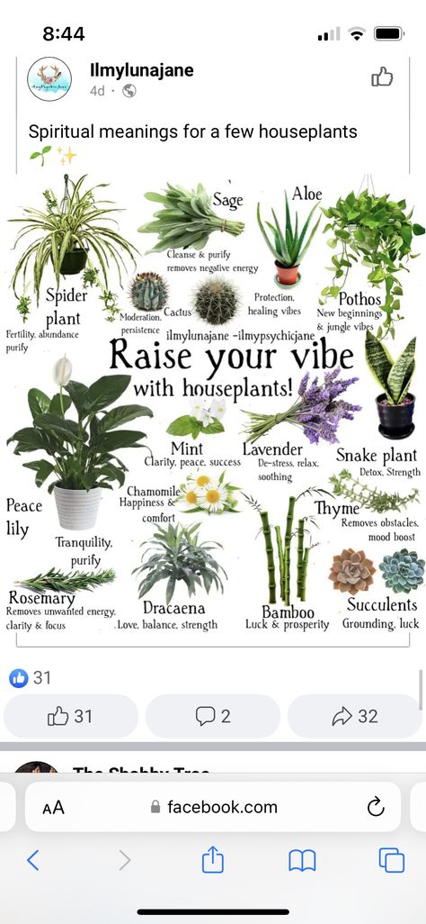 Indoor Plants Spiritual Meaning, Plants For Spiritual Protection, Snake Plant Spiritual Meaning, Spiritual Apartment Aesthetic, Feng Shui Plants Front Doors, Spiritual Plants, Witchy Plants, Fertility Magic, Safe House Plants