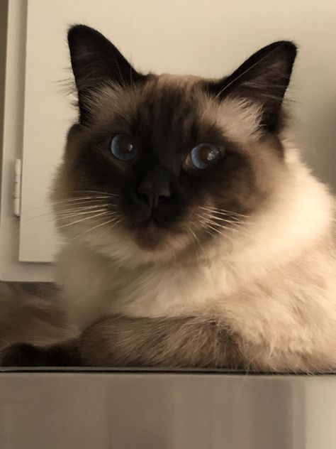 Our beautiful Balinese cat, Dante Cat Hypoallergenic, Cat Breeds Hypoallergenic, Balinese Cat, Hypoallergenic Cats, Sea Slugs, Dream's Cat, Cat Reference, Long Haired Cats, Horses And Dogs