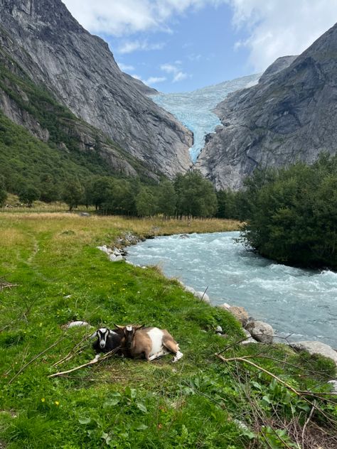 #briksdalbreen #glacier #goats #norway #scandinavia #roadtrip #van #nature #summer #vanlife #roadtripaesthetic Norway Camping, Norway Roadtrip, 9 Lives, Nature Summer, Manifestation Board, I Want To Travel, English Countryside, After School, Scandinavia