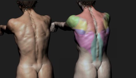 ArtStation - Torso Motion Study - Timelapse [ Zbursh ] Muscle Study, Anatomy Studies, Anatomy Study, Back Muscles, Zbrush, Muscles, Anatomy, Motion