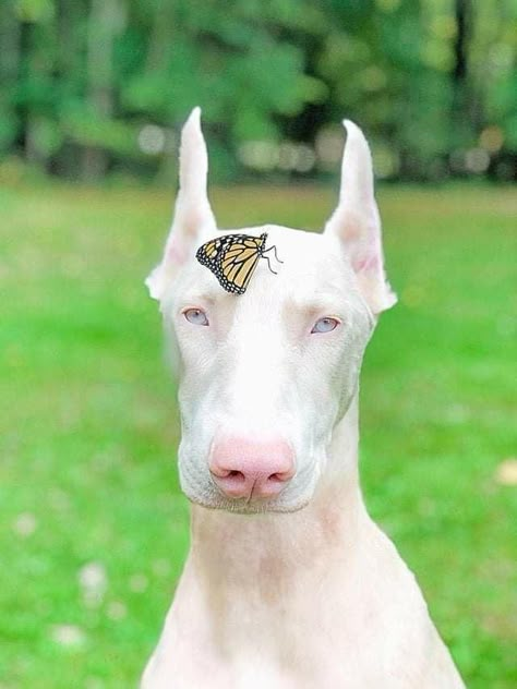 An albino Doberman with a friend! Albino Doberman, White Doberman, Dog Cute Aesthetic, Albino Dog, White Doberman Pinscher, Doberman Colors, Doberman Puppies For Sale, Rare Albino Animals, Doberman Puppies