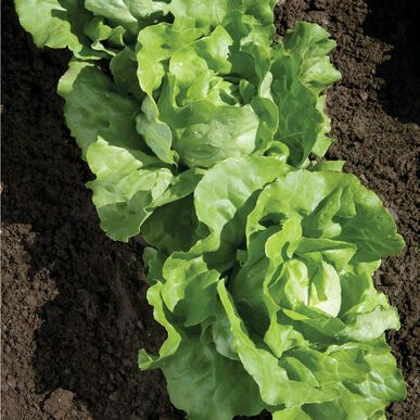 Nancy Butterhead Lettuce Seed, Johnny's Lettuce Seeds, Succession Planting, Fall Vegetables, Seed Pack, Heirloom Vegetables, Types Of Vegetables, Organic Seeds, Planting Vegetables, Planting Seeds