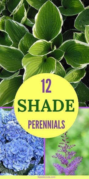 Beautify shady areas of your yard and garden by planting perennials that need shade to thrive! These low-maintenance perennials will work beautifully with your other plants and flowers, and they'll add color and texture, too! Shade Perennial Garden, Part Shade Perennials, Shade Loving Shrubs, Dark Garden, Shade Shrubs, Shade Garden Plants, Shade Gardens, Yard And Garden, Shade Flowers