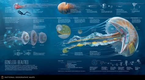 Jellyfish Species, Scientific Poster, Portfolio Design Layout, Info Design, National Geographic Magazine, Information Graphics, Scientific Illustration, Marine Biology, Information Design