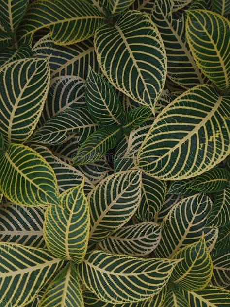 Close up photo of Aphelandra squarrosa or zebra plant stock image Aphelandra Squarrosa, Zebra Plant, Close Up Photo, Close Up Photos, Close Up, Promotion, Stock Images, Indonesia, Plants