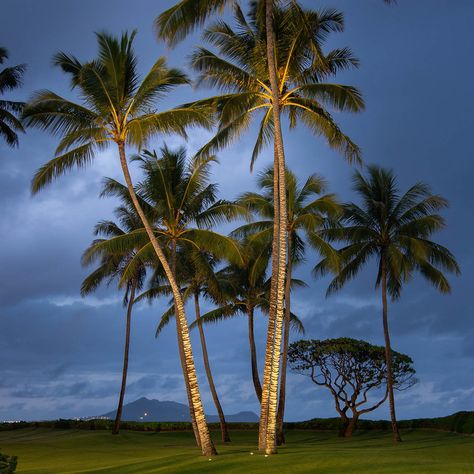 L-010 Uplighting Coconut Trees Tree Uplighting, Coconut Trees, Kailua Kona, Us Virgin Islands, Coconut Tree, Dark Skies, Tree Lighting, Exterior Lighting, Landscape Architect