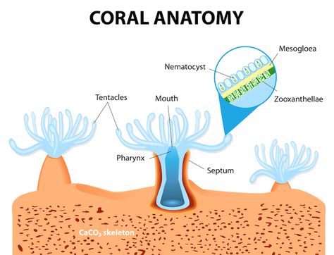 Zoology Career, Environmental Biology, Ocean Facts, Biology Diagrams, Ocean Acidification, Cnidaria, Coral Bleaching, Ocean Science, Saltwater Fish