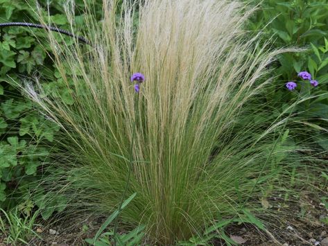 Mexican Feather Grass, Perennial Grasses, Permaculture Gardening, Grasses Landscaping, Permaculture Design, Wild Grass, Grasses Garden, Landscape Plan, Industrial Photography