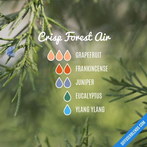 Crisp Forest Air — Essential Oil Diffuser Blend Essential Oils Diffuser Blends, Scent Combos, Helichrysum Essential Oil, Eo Blends, Essential Oils Blends, Essential Oil Diffuser Blends Recipes, Essential Oils Diffuser, Essential Oil Diffuser Recipes, Oil Diffuser Recipes