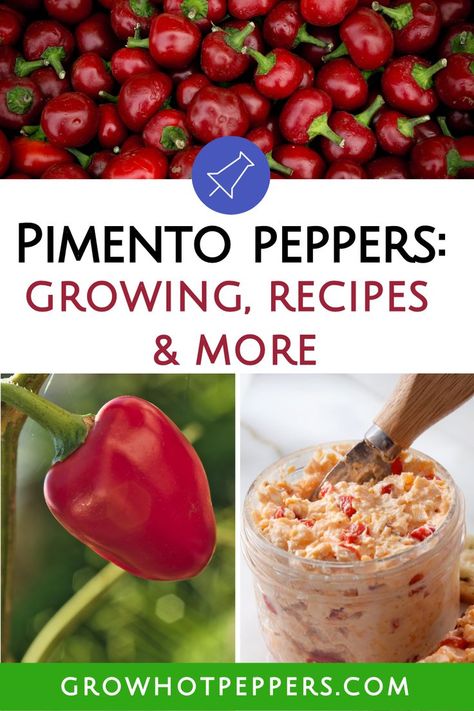 Pimento pepper pinterest graphic Pimento Peppers, Peppers Growing, Growing Hot Pepper, Freezing Vegetables, Pimento Cheese Recipes, Sweet Pepper, Pickled Veggies, Hot Peppers, Pimento Cheese