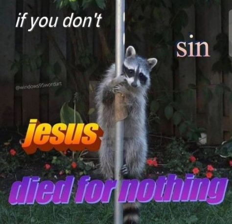 Cute Raccoon, Raccoon Funny, Trash Panda, Silly Animals, Racoon, Funny Reaction Pictures, Cute Memes, Really Funny Pictures, Animal Memes