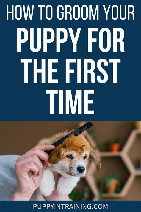 How To Groom Your Puppy For The First Time - puppy getting his fur brushed - So how do you get ready to groom your puppy for the first time? When I get a new puppy, I do all I can to make the grooming process a positive one. Havapoo Puppies, Dog Grooming Diy, Dog Skin Allergies, Puppy Things, Puppy Tips, Female Dog Names, Puppy Socialization, Puppies Tips, Medication For Dogs